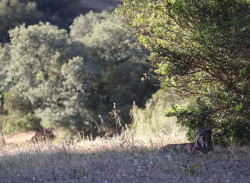Los esfuerzos para salvar al lince pasan por recuperar al conejo de monte, clave en su dieta y en riesgo de extinci&oacute;n