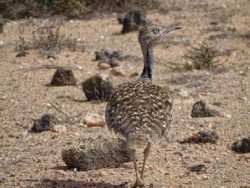 Los machos de hubara canaria se exhiben en carreras alejadas de n&uacute;cleos urbanos para realizar el cortejo