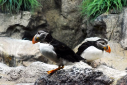 Los varamientos y muerte de animales en las costas espa&ntilde;olas podr&iacute;an ser cada vez m&aacute;s frecuentes