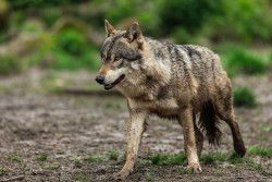 M&aacute;s de 300 organizaciones exigen a la Uni&oacute;n Europea "reforzar la protecci&oacute;n del lobo, no reducirla"