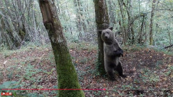 M&aacute;s de la mitad de incursiones de osos pardos hacia pueblos est&aacute; motivada por b&uacute;squeda de fruta en verano, seg&uacute;n estudio