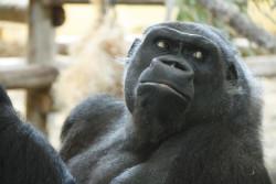  Muere Nadia, la primera gorila que lleg&oacute; al Parque de la Naturaleza de Cab&aacute;rceno en 2007