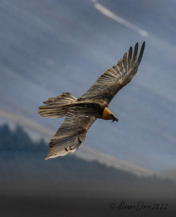 Nace un quebrantahuesos en Li&eacute;bana