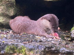 Nace una nutria europea en el Zoo de Santillana, dentro del programa de conservaci&oacute;n de especies
