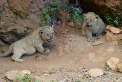 Nacen dos leones en el exterior de su recinto en el Parque de Cab&aacute;rceno