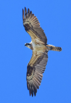 Once ejemplares de &aacute;guila pescadora pasan el invierno en Cantabria