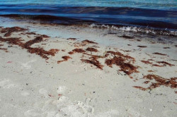 Recogidas otras 300 toneladas de algas asi&aacute;ticas en las playas de Noja