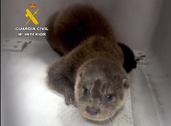 Rescatada una nutria que se encontraba en las v&iacute;as del tren pr&oacute;ximas al Puerto de Santander
