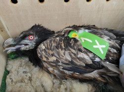 Rescatan y amputan una pata a un quebrantahuesos electrocutado en Picos