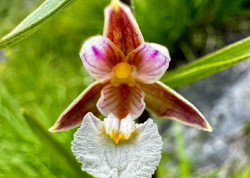 Rural descubre dos especies de orqu&iacute;deas en la parte c&aacute;ntabra del Parque de Picos de Europa