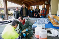 Rural repobl&oacute; el pasado a&ntilde;o las cuencas de los r&iacute;os con 342.587 alevines de salm&oacute;n
