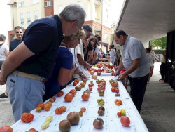 Santa Cruz de Bezana celebra la II Feria Nacional del Tomate Antiguo