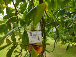 Santa Mar&iacute;a de Cay&oacute;n ha comenzado la instalaci&oacute;n de trampas para evitar el desarrollo de la avispa velutina