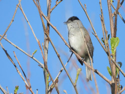 Santander cuenta con una nueva gu&iacute;a para conocer las 113 aves comunes de la ciudad