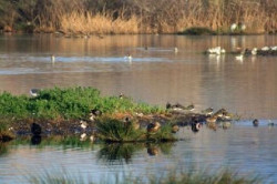 SEO/BirdLife celebra el s&aacute;bado su 70 aniversario en la Reserva Ornitol&oacute;gica de las Marismas de Astillero