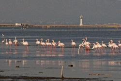 SEO/Birdlife conmemora el D&iacute;a Mundial de los Humedales con tres rutas ornitol&oacute;gicas en Cantabria