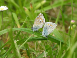 SEO/Birdlife elabora una gu&iacute;a digital sobre la diversidad de las mariposas de Santander