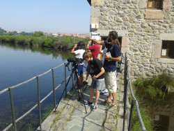 SEO/BirdLife organiza rutas ornitol&oacute;gicas por las marismas de Noja, Colindres y Astillero