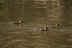  SEO/BirdLife organiza tres rutas en Cantabria para celebrar el D&iacute;a Mundial de los Humedales