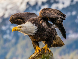 Siete pigargos europeos sobrevuelan ya los cielos cant&aacute;bricos tras su liberaci&oacute;n en Asturias