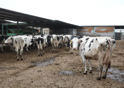Torrelavega celebra este s&aacute;bado el concurso de vacuno fris&oacute;n y una feria de sabores de Cantabria