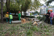 Torrelavega tala y retira varios &aacute;rboles en mal estado para evitar riesgos