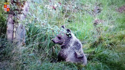 Trasladan a Le&oacute;n al osezno que se recuper&oacute; de sus heridas en el Centro de Fauna Silvestre de Cantabria