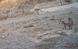 Tres cachorros de lince nacidos en V&eacute;lez-Rubio afianzan a Almer&iacute;a como n&uacute;cleo emergente de reproducci&oacute;n en Andaluc&iacute;a