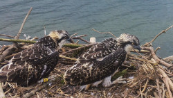 Tres ejemplares de &aacute;guila pescadora comienzan su temporada invernal en la Bah&iacute;a de Santander