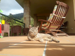  Un estudio confirma que los gatos pueden infectarse de humanos y transmitir el COVID-19 a otros gatos