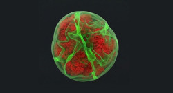 Un estudio expone que c&eacute;lulas leuc&eacute;micas muestran una `huella` tras atravesar tejidos que altera su n&uacute;cleo y funciones