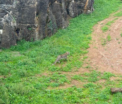 Un leopardo persa del Parque de Cab&aacute;rceno es abatido tras escaparse de su recinto