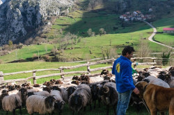 Un proyecto de la Fundaci&oacute;n Quebrantahuesos ejecutado en Picos de Europa, finalista del premio Natura 2000
