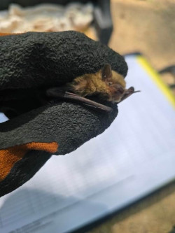 Una colonia de murci&eacute;lagos comienza a ocupar las cajas-refugio que el RJB-CSIC coloc&oacute; en abril de 2024 contra plagas