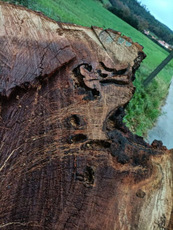 Verdes Equo pide al Ayuntamiento de Polanco toda la informaci&oacute;n del expediente de la tala del roble